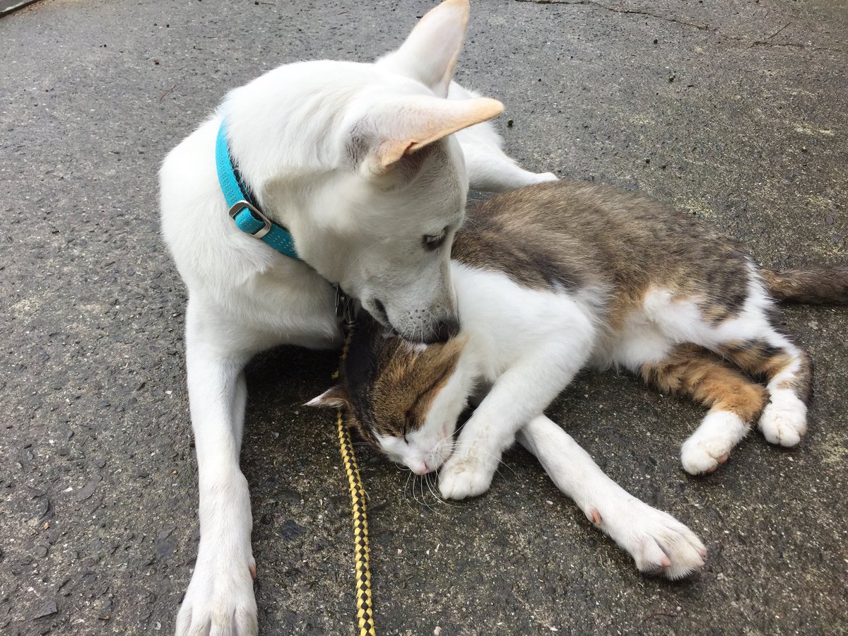 マルジャパン（まさき） tweet media