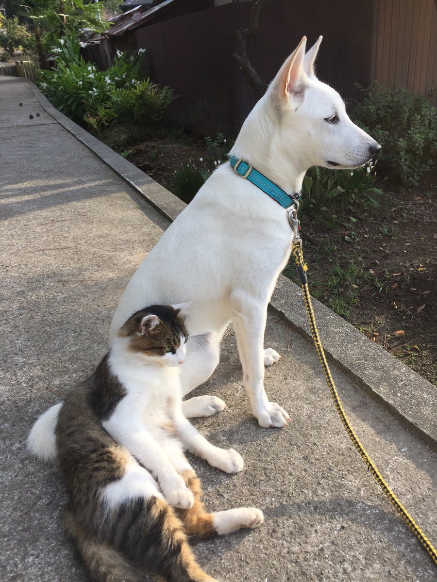 マルジャパン（まさき） tweet media