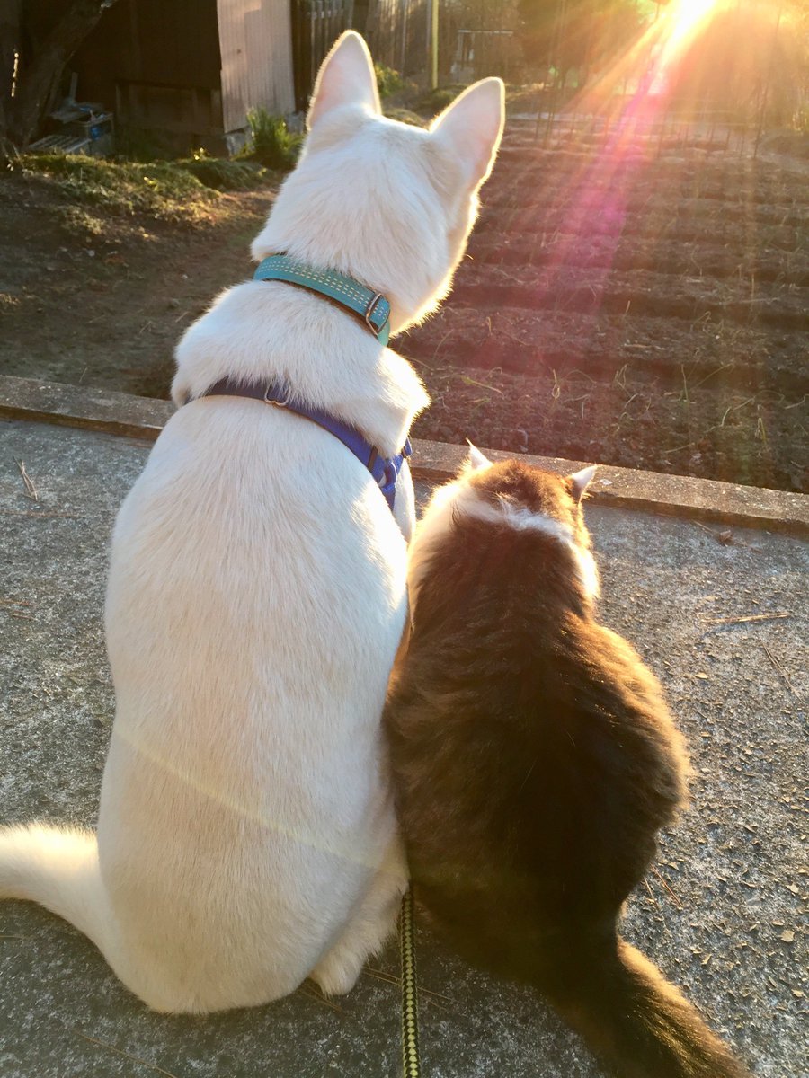 マルジャパン（まさき） tweet media