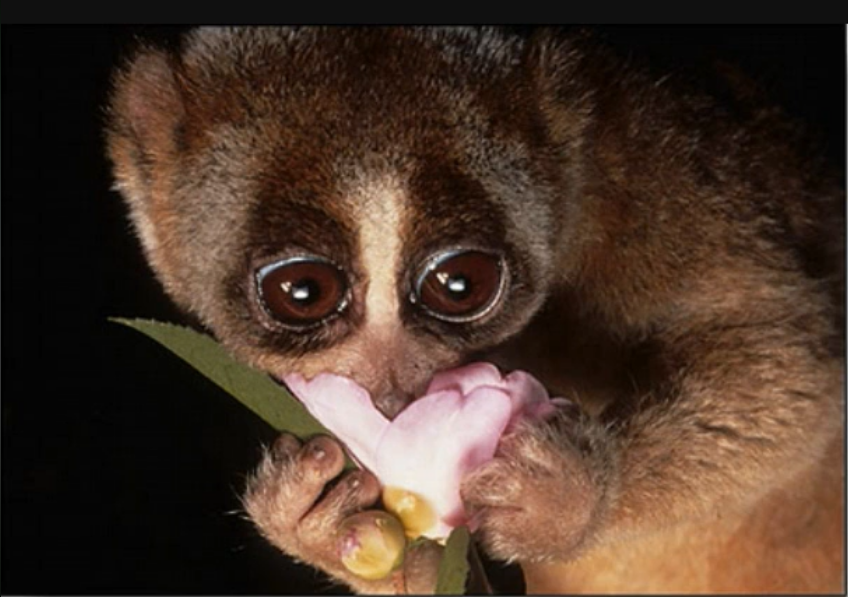 Giant Male Boar(C0MMS.OPEN👀☝️) tweet media