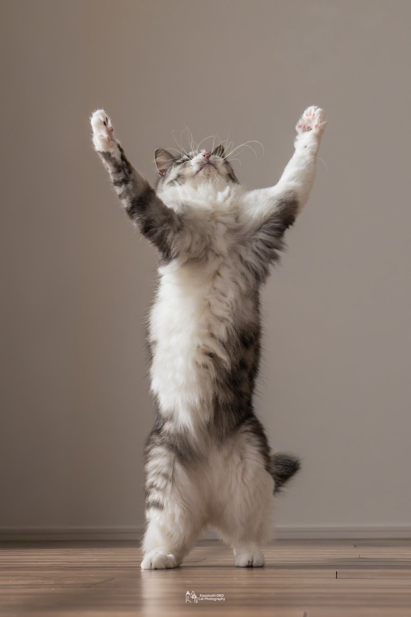 小野一俊 tweet media