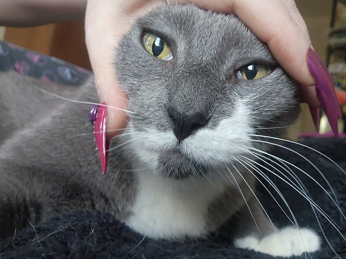 BUFFALO SPONKS: Queen of Yarnia tweet media