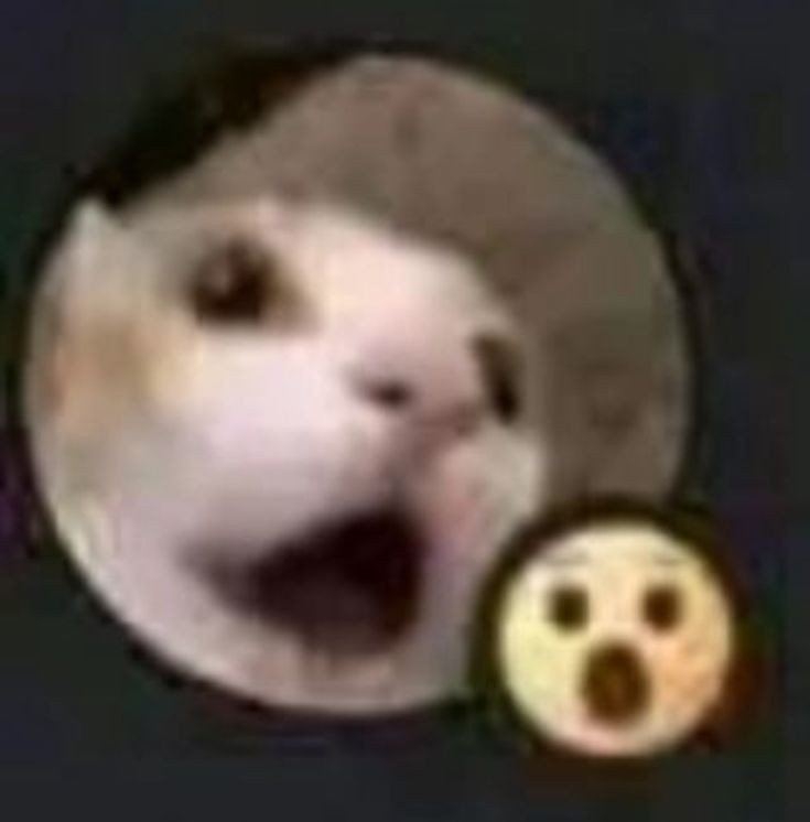 Oliverio04. tweet media