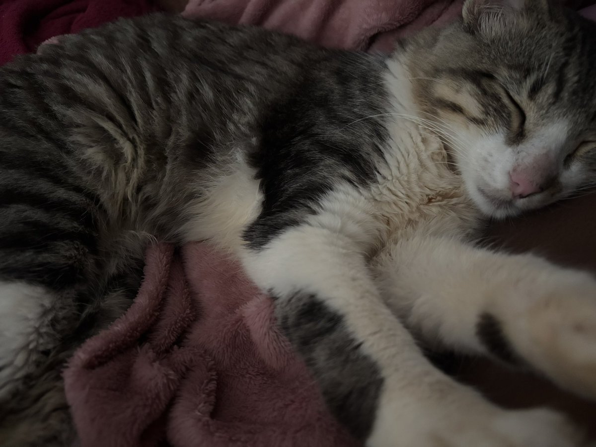 awaria. ❦ tweet media