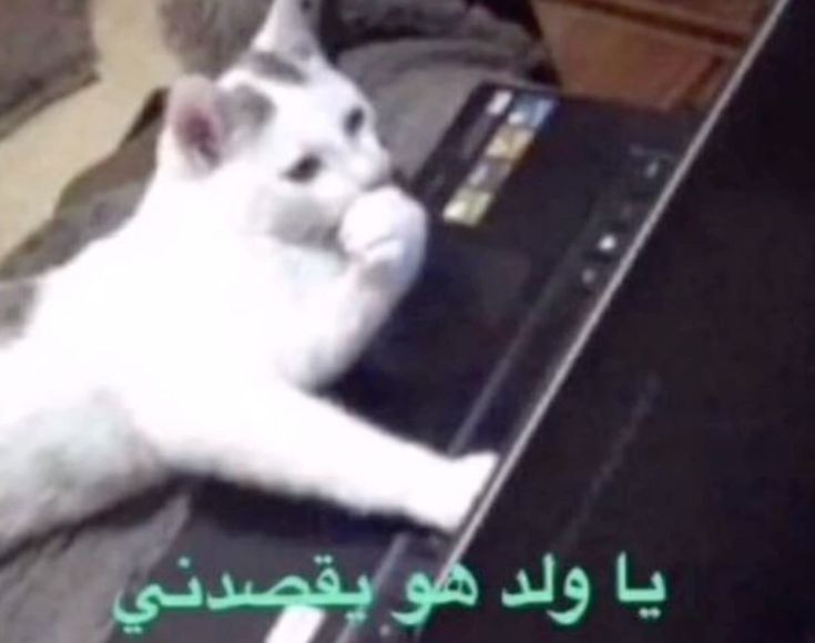 هُدىٰ 🦋 tweet media