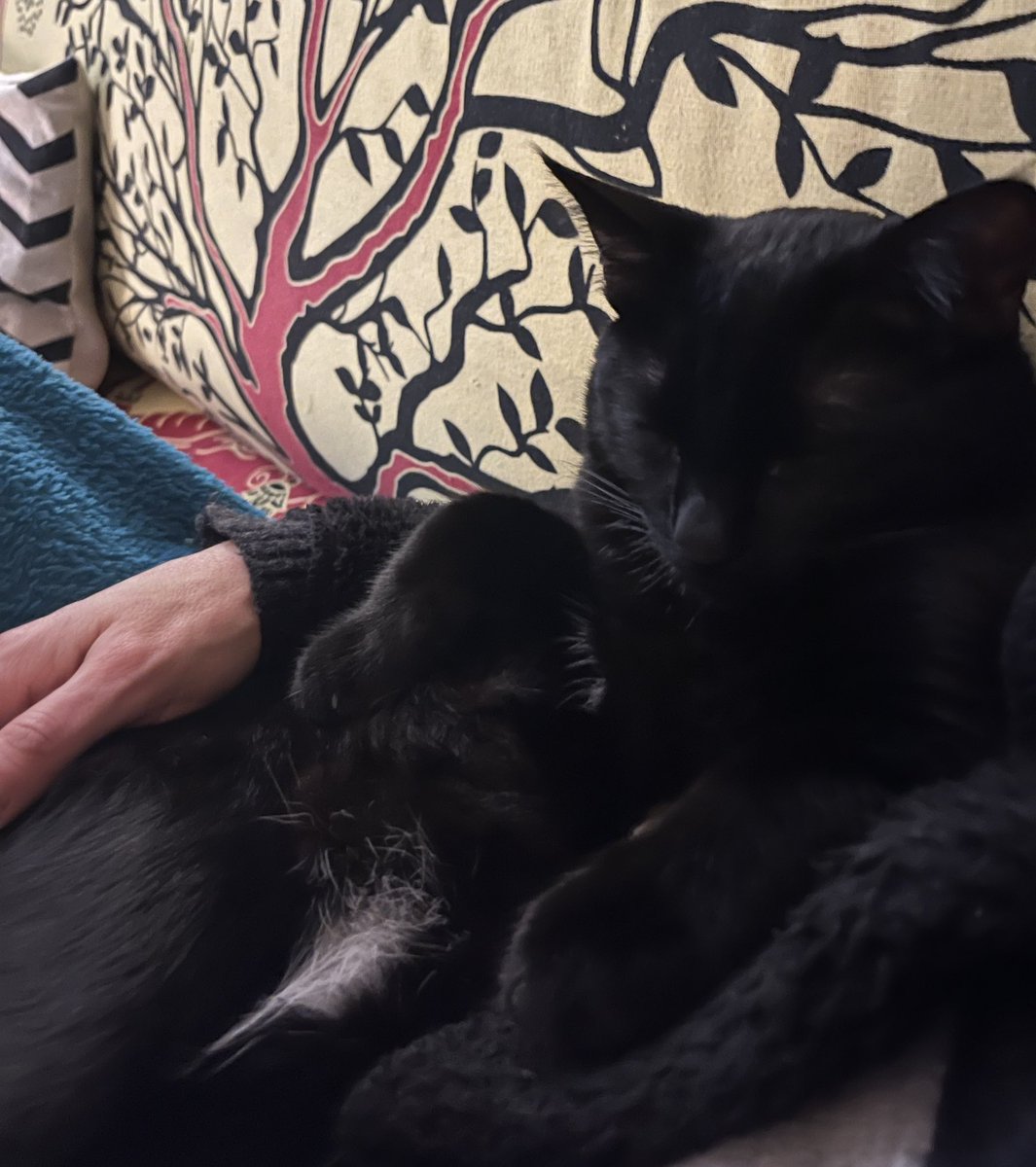 D_sgraziฮญฯฮต tweet media