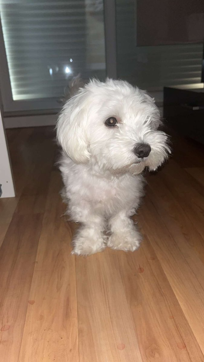 Splitzyy tweet media