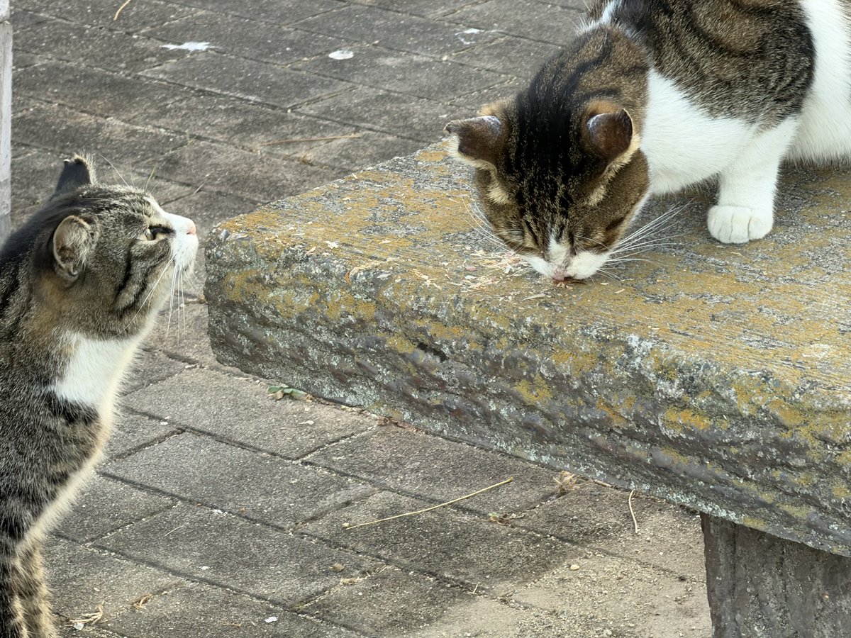 ペイ竹山🐱@聖龍軍団少差 tweet media