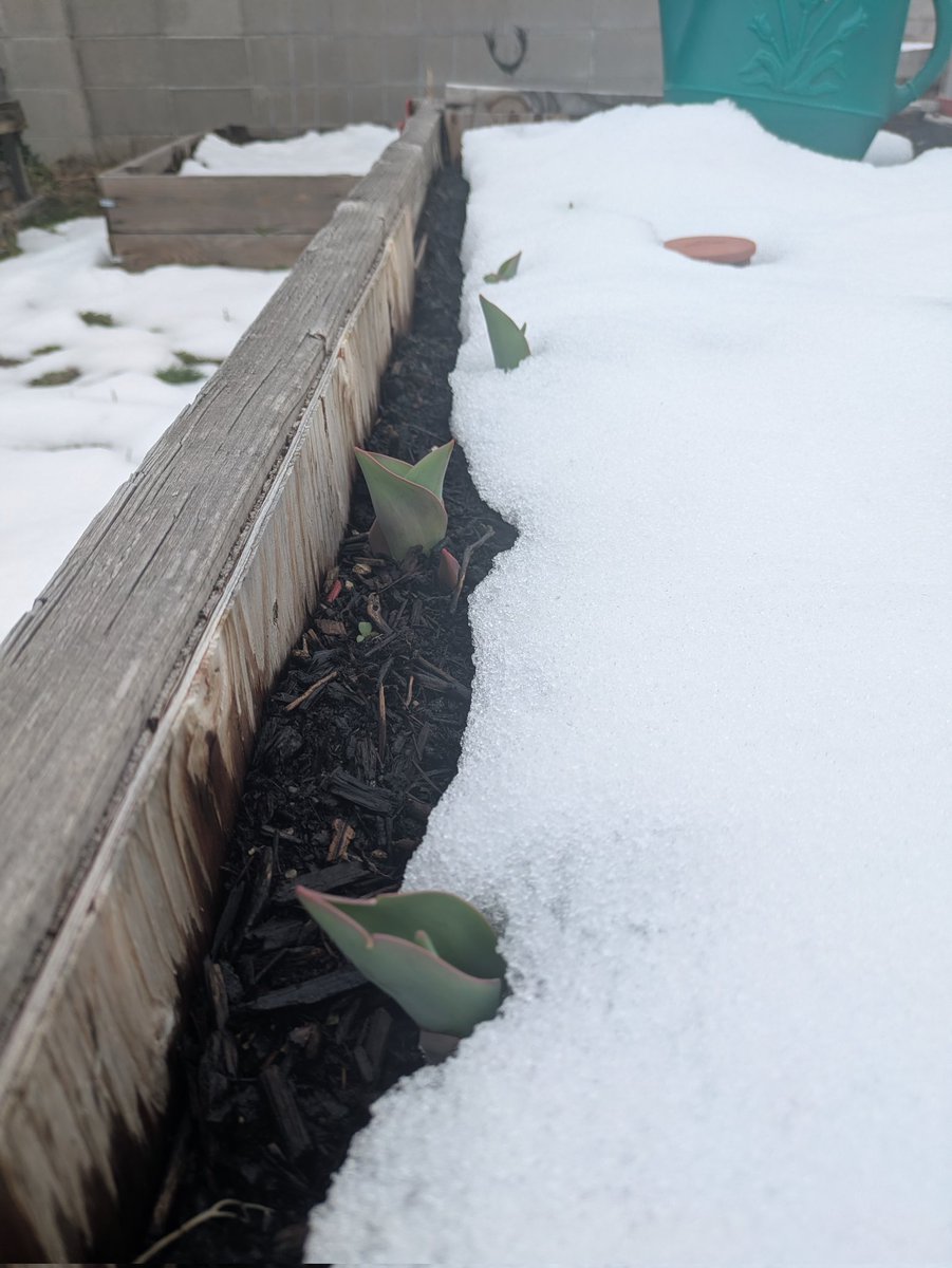 ☀️Apollo tweet media