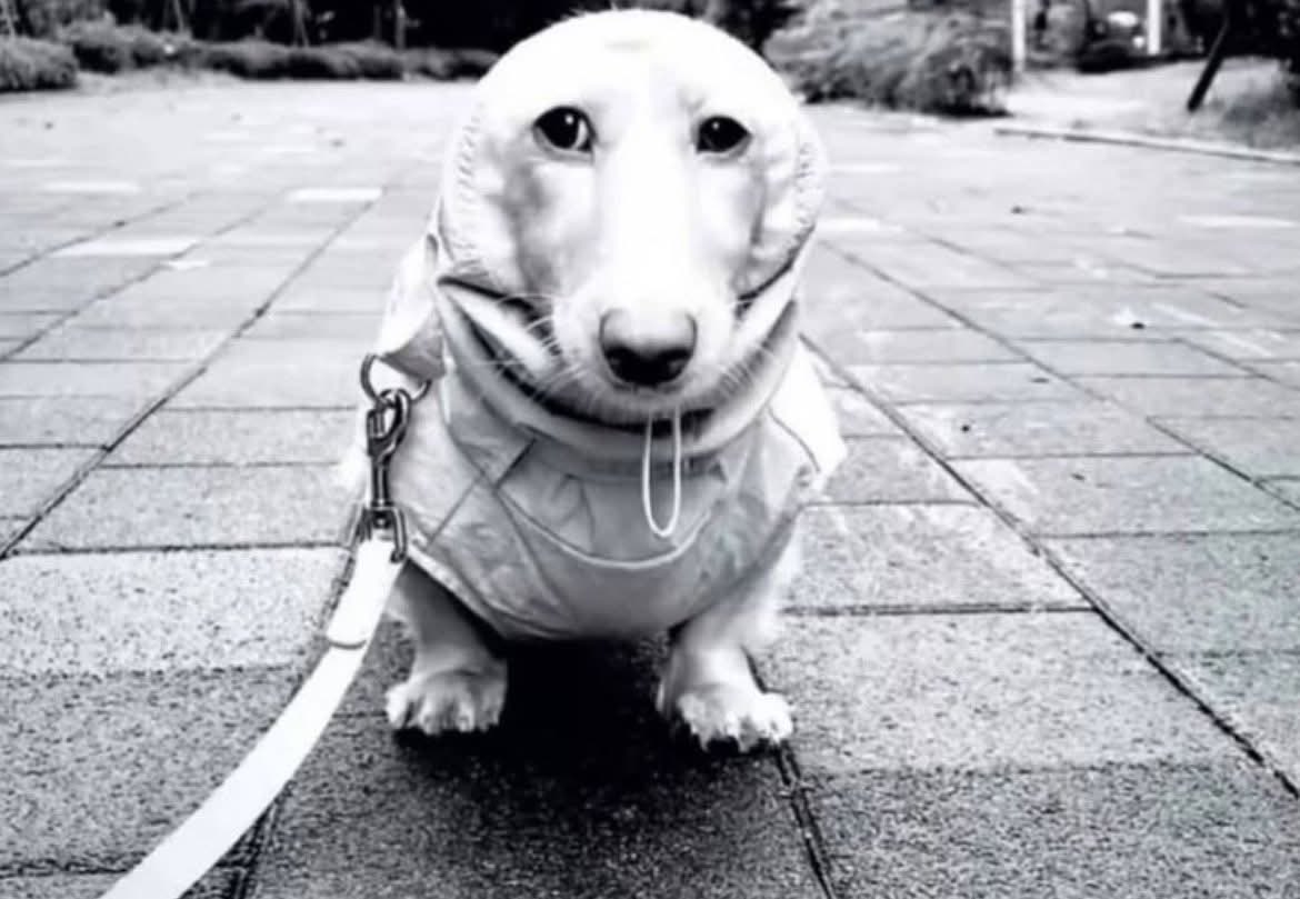 Goro Revjima 🎟️ tweet media