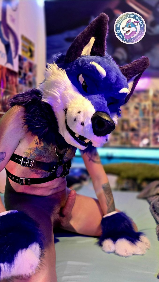 🔞Apollo_the_Wusky_AD🔞🍆🐺🇩🇪 tweet media