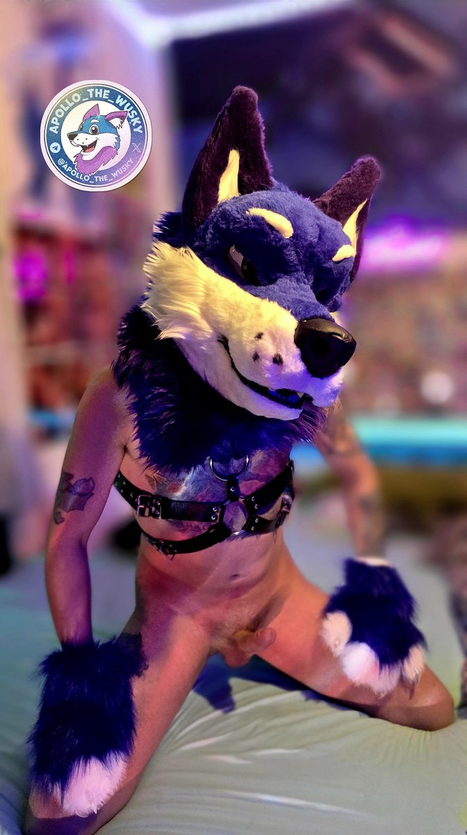 🔞Apollo_the_Wusky_AD🔞🍆🐺🇩🇪 tweet media