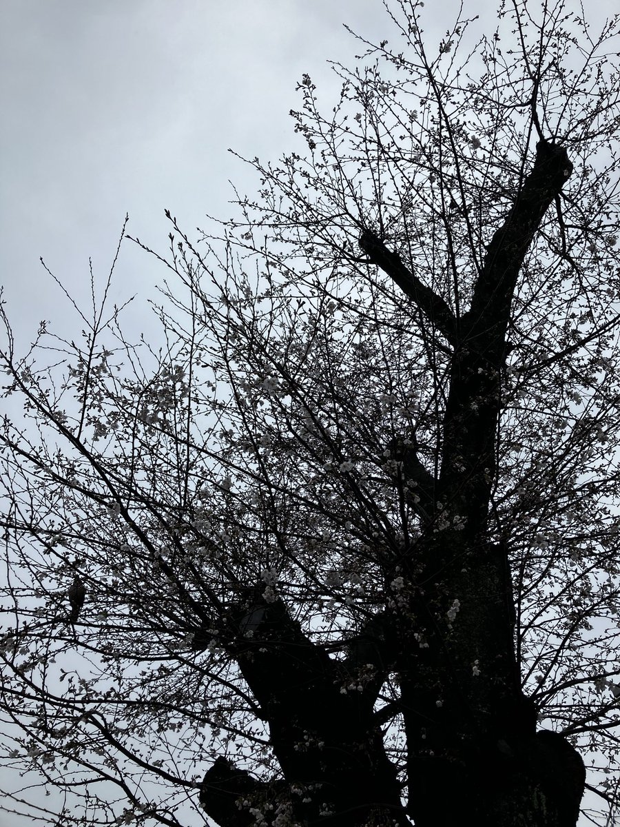 ホッピーホワイト🌟コミュ障は太るのをやめない tweet media