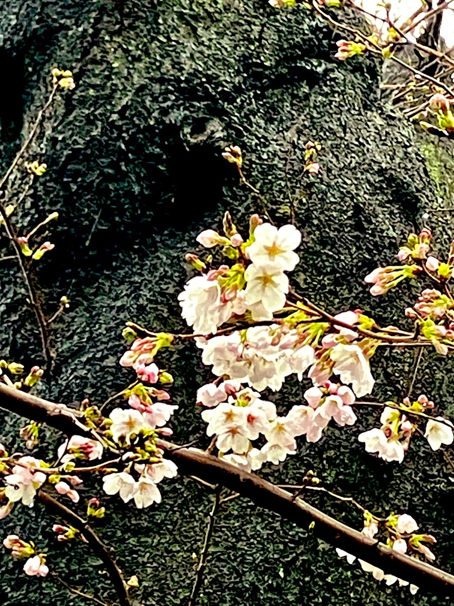 ホッピーホワイト🌟コミュ障は太るのをやめない tweet media