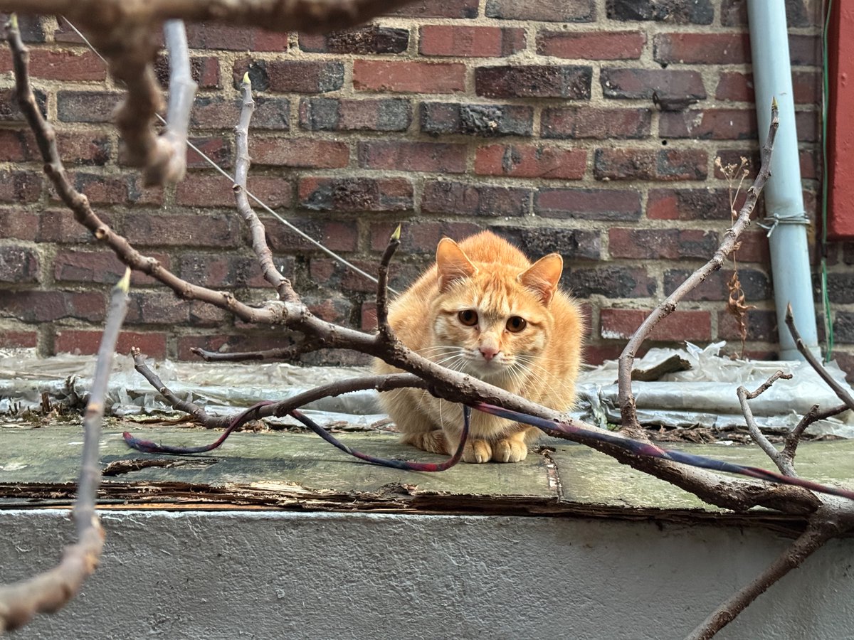 고양이 고도와 트찰라의 가족 찾는 김아람 tweet media