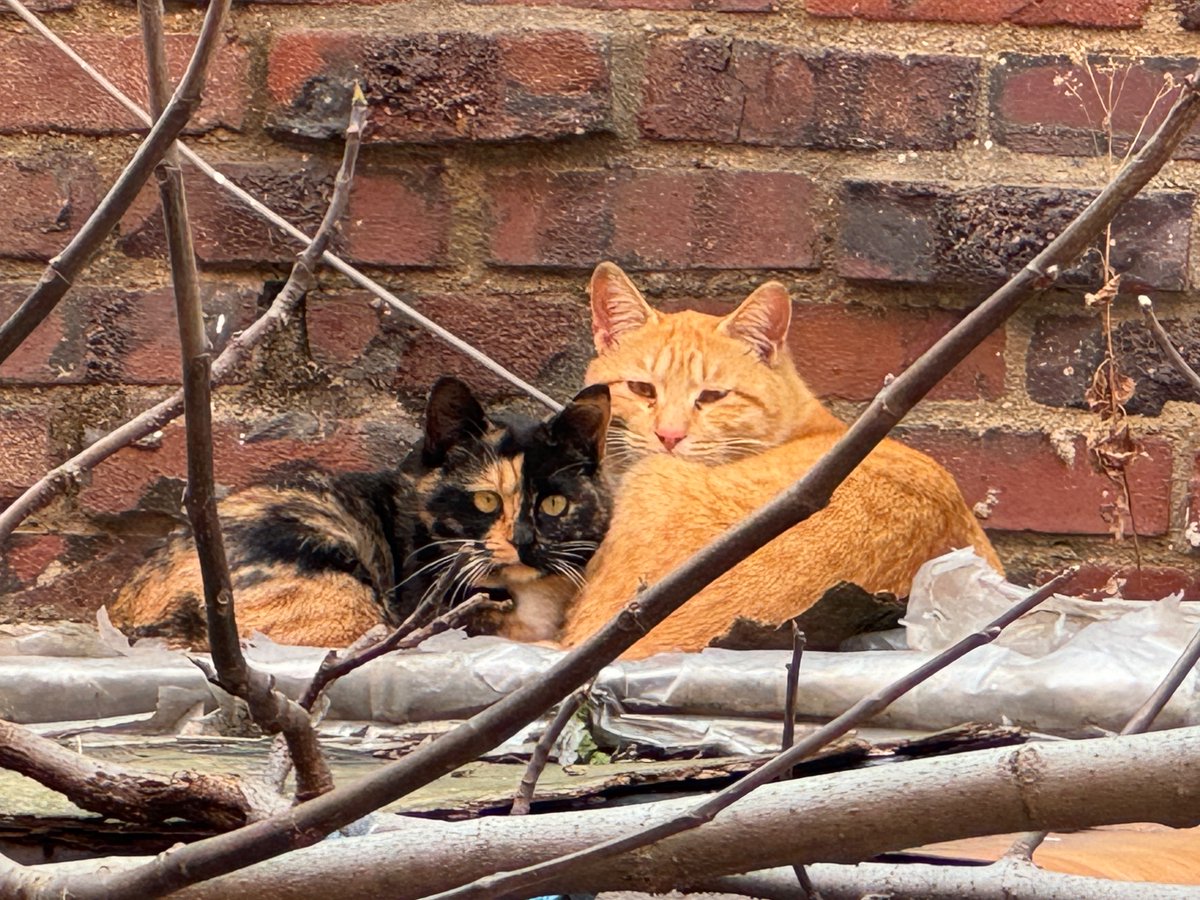 고양이 고도와 트찰라의 가족 찾는 김아람 tweet media