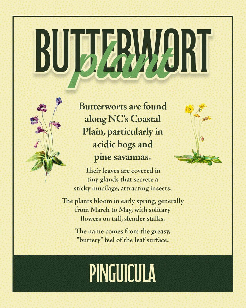 North Carolina Conservation Network tweet media