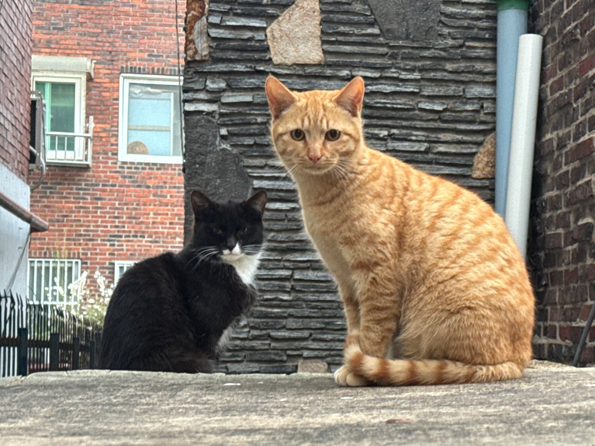 고양이 고도와 트찰라의 가족 찾는 김아람 tweet media