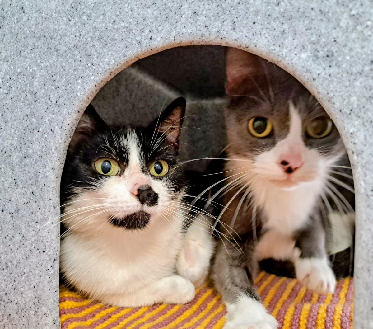 MidWarwickCats tweet media