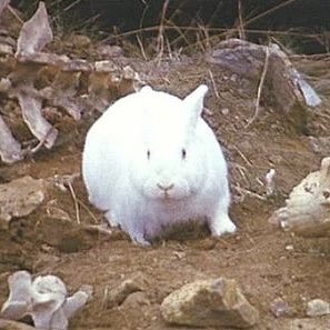 mouse ✨conkshopping ✨ tweet media