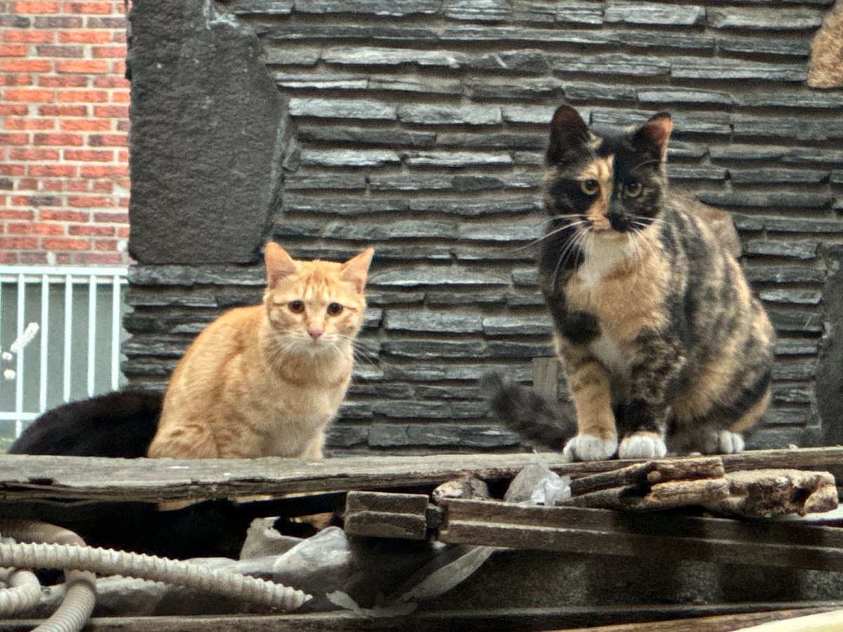 고양이 고도와 트찰라의 가족 찾는 김아람 tweet media