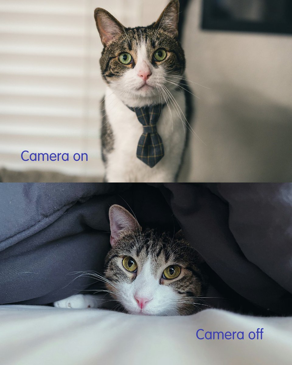 Pets Plus Us tweet media