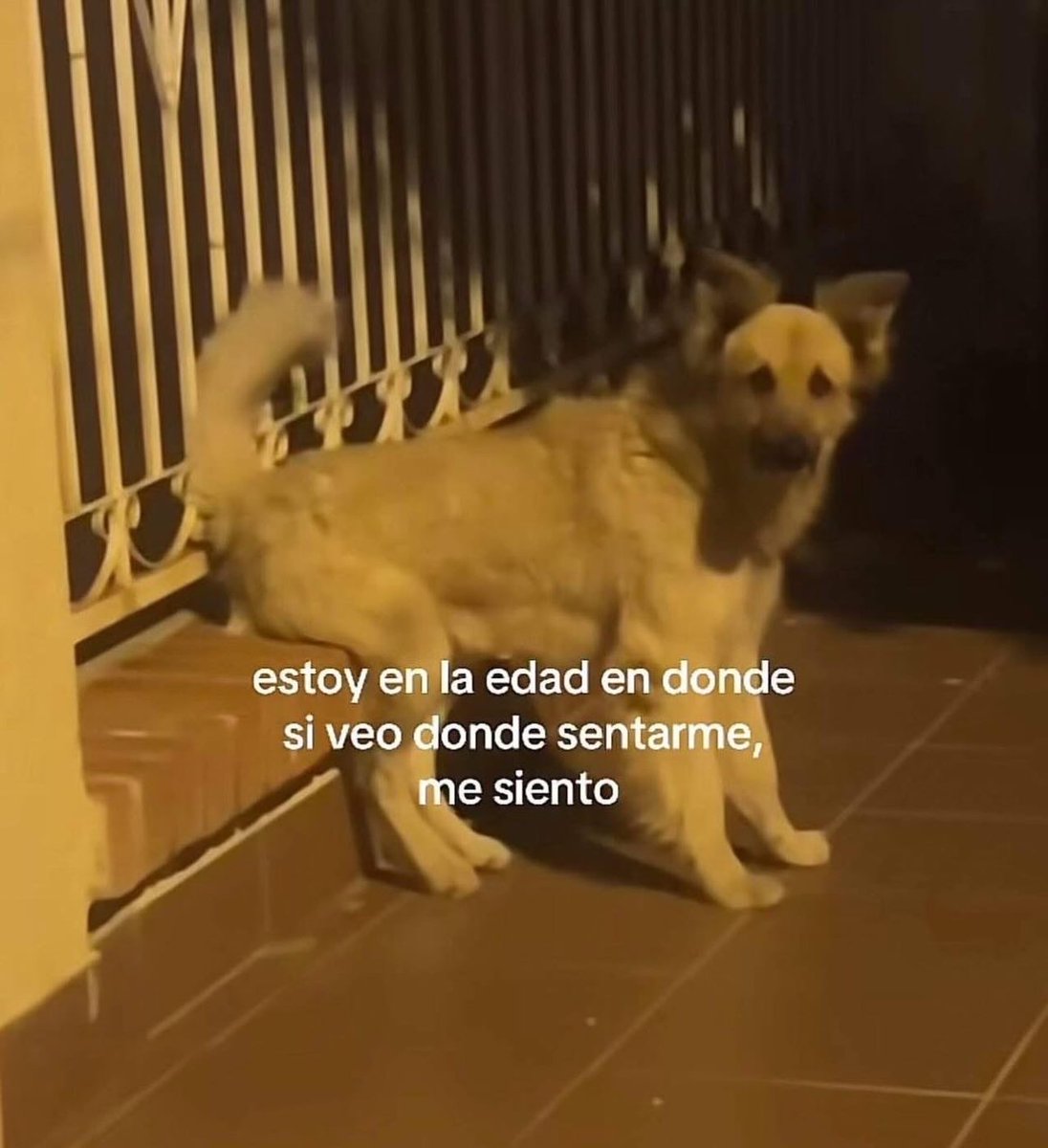 Mundo de Bigotes tweet media