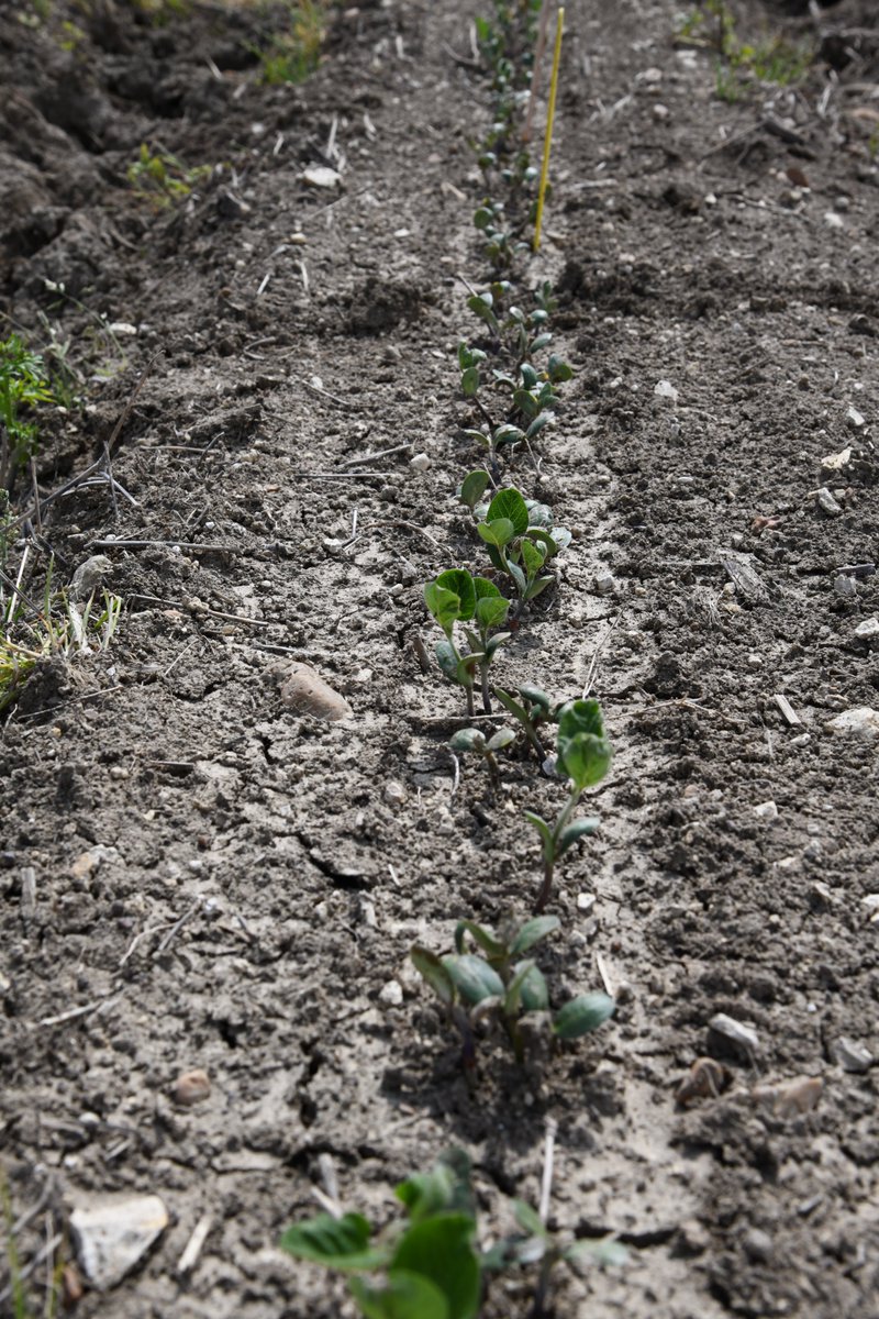 Mike Mulvaney tweet media