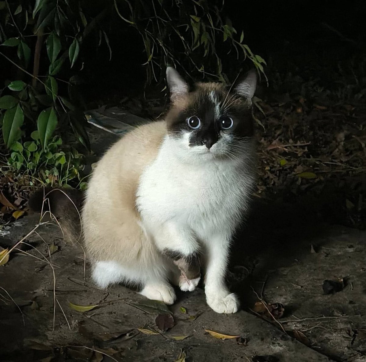 Serenella Raimondo tweet media