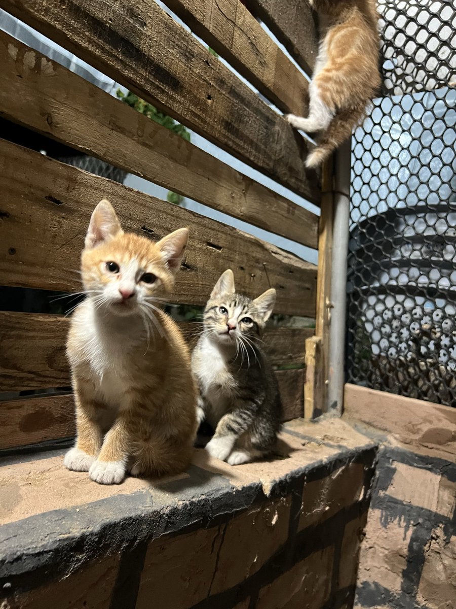 Salam animal care tweet media