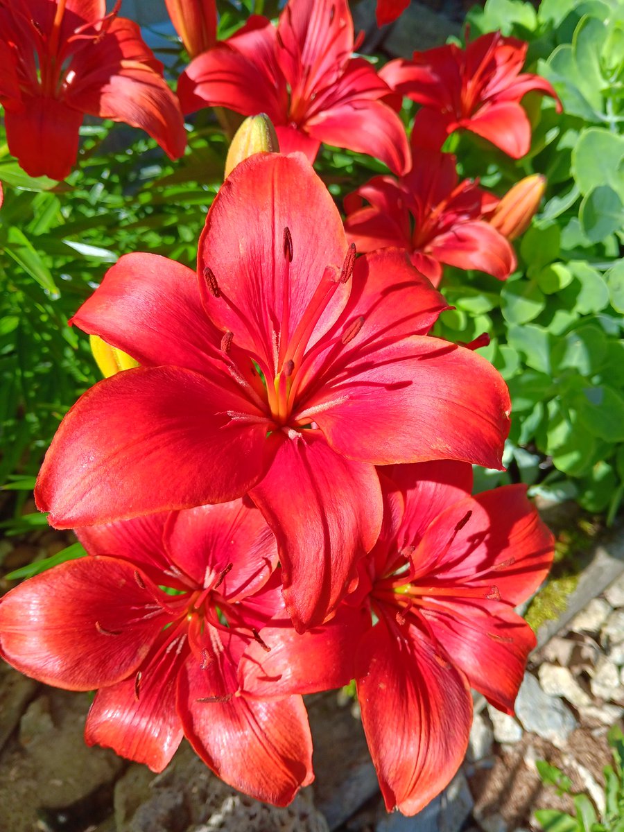 MamaBear ❤️🐻🏈 tweet media