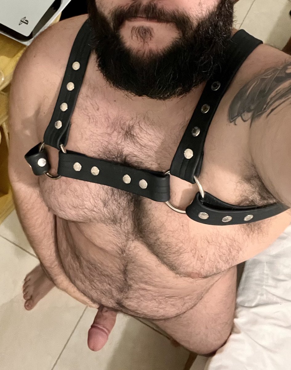 Ursão Barbudo tweet media