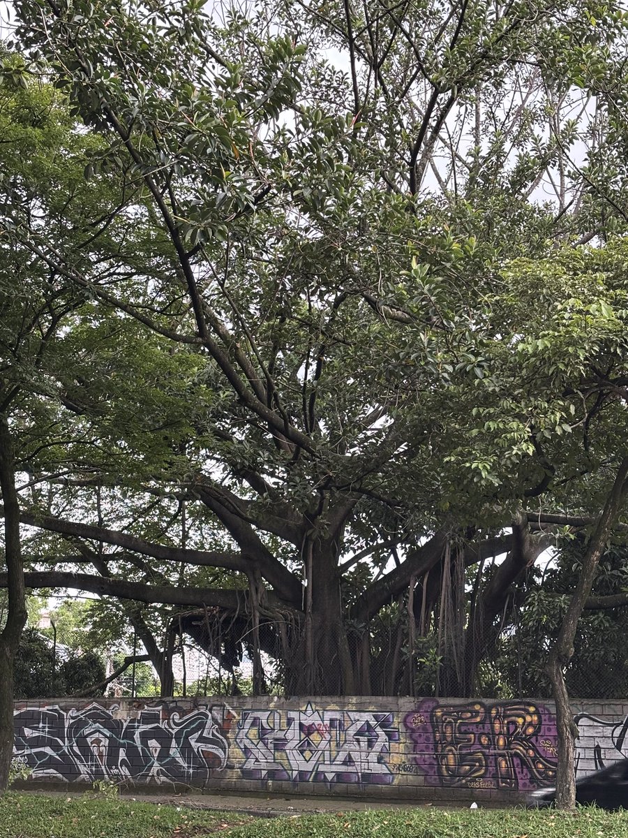 JJ Osorio tweet media