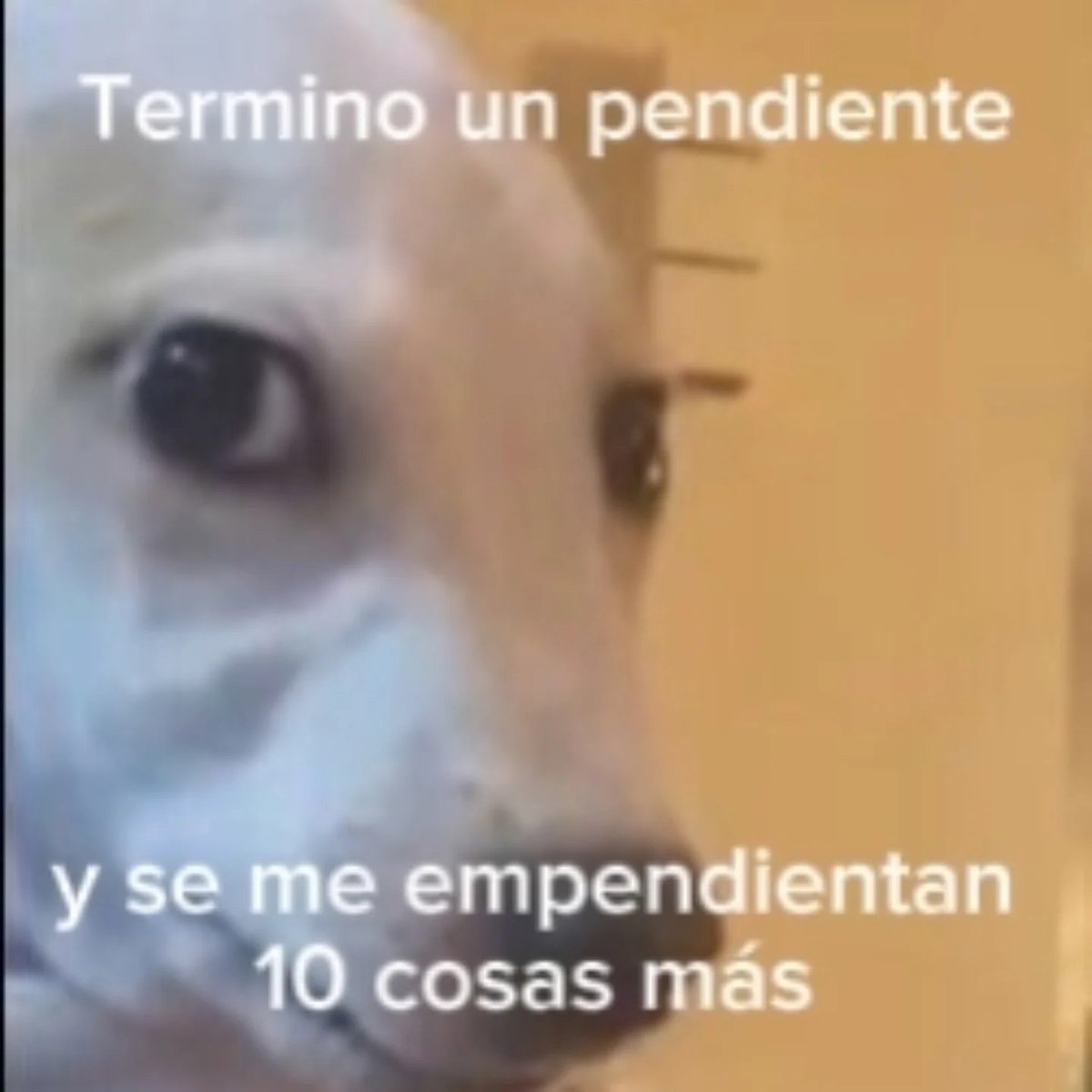 Mundo de Bigotes (@mundodebigotes) on Twitter photo 
