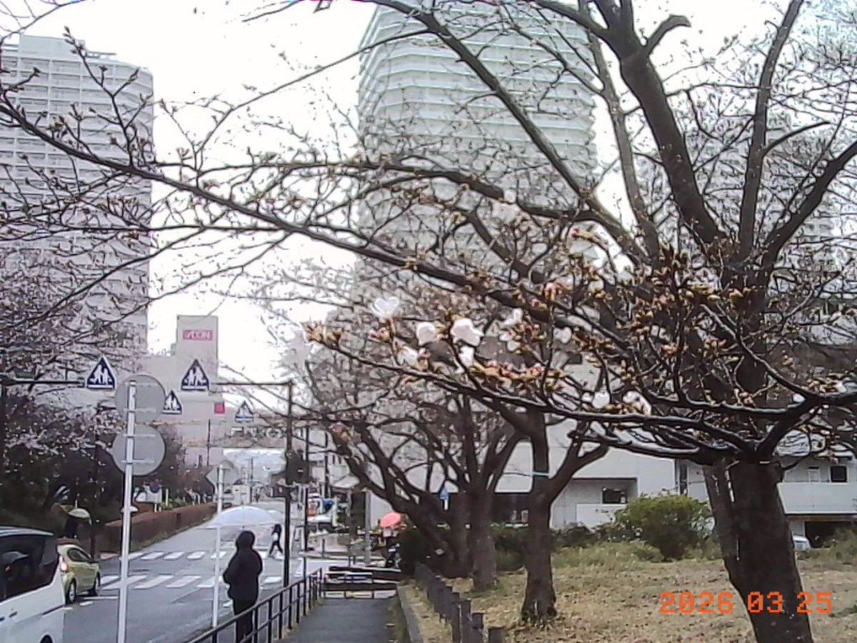 HisBowtieCamera's tweet image. コダックチャルメラとパチモンカメラ比較しました。パチモンの方は中々よく出来ていて操作感などは自分にはこちらが好みです。設定もホワイトバランスなど色々ある。
大きさも構造も少し違い、ギリセーフかな。
写真は3枚目がチャルメラ、4枚目がパチモン。パチは1M pixelモード。
#KODAK #チャーメラ