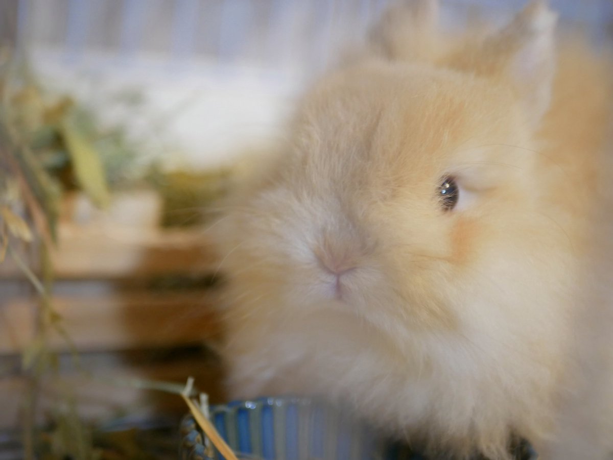 うさぎのひのき🌳 Hinoki bunny tweet media