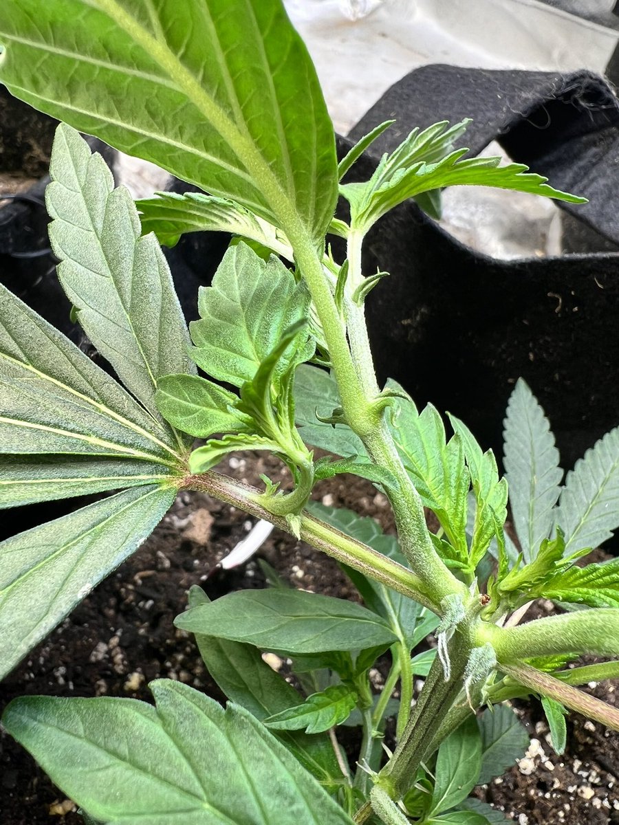 Cody Ledford tweet media