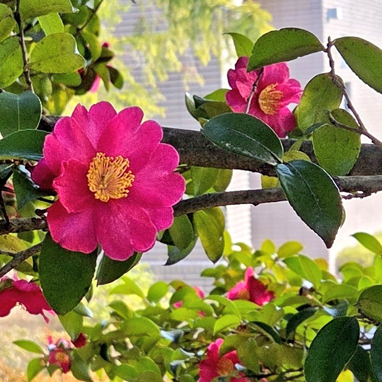 Smiley☆ emi tweet media