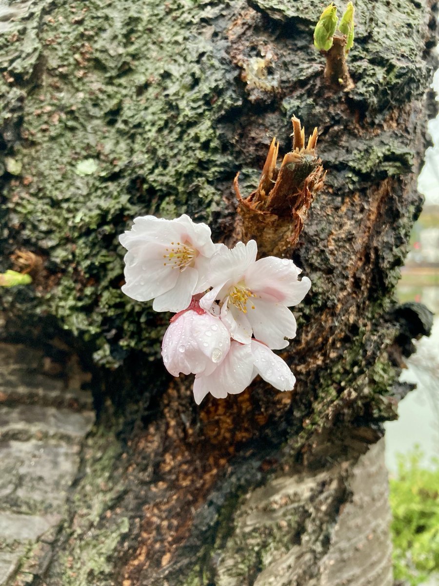 マルジャパン（まさき） tweet media