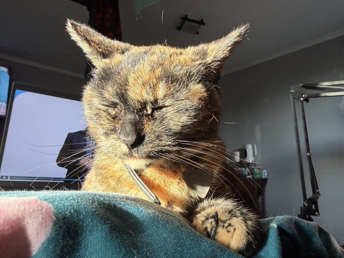 The Tails of Cat Castle #lovewins tweet media