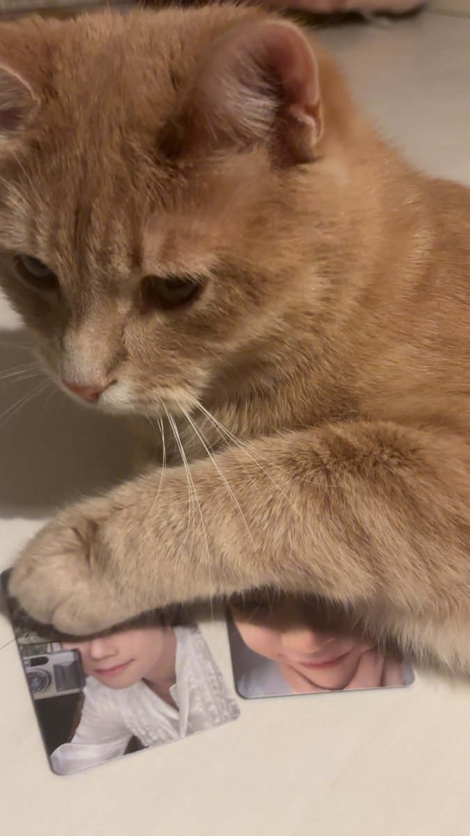 sarah ⁷ saw skz tweet media