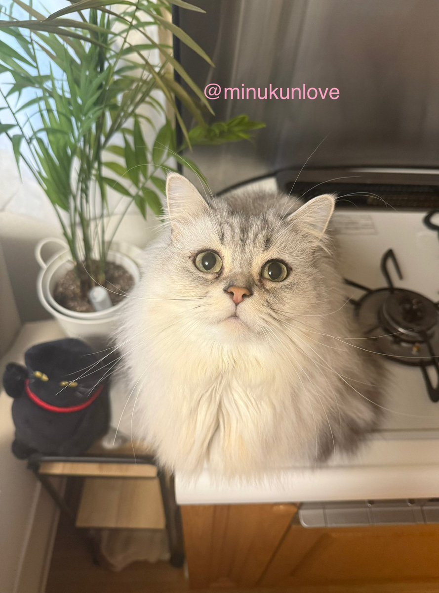 ミヌくん　メイちゃん tweet media