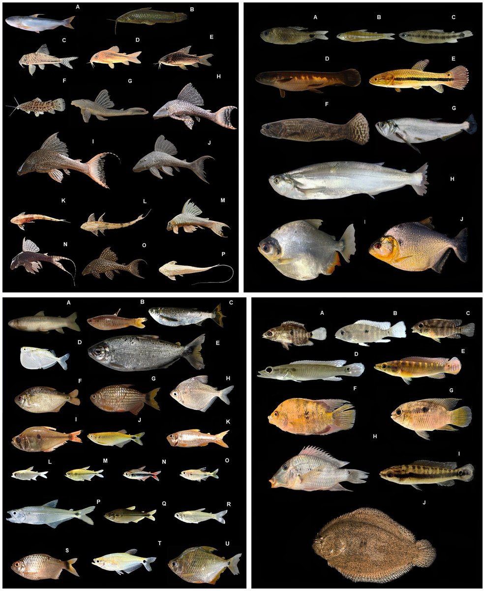 FishInTheNews's tweet photo. #IchthyofaunaChecklist - Fishes of the Conambo River Basin, an unexplored area in the Ecuadorian Amazon: first annotated checklist. Researchers document 118 species representing seven orders and 31 families, inc. taxa may represent undescribed species.
๐ https://t.co/zubQ2qC4Xk https://t.co/RWEa16gXhH