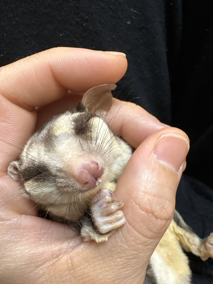 もっつーちーころりん tweet media