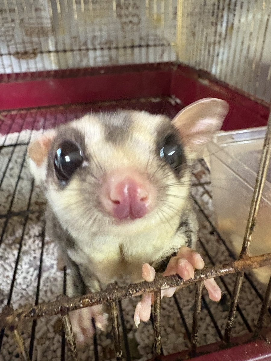 もっつーちーころりん tweet media