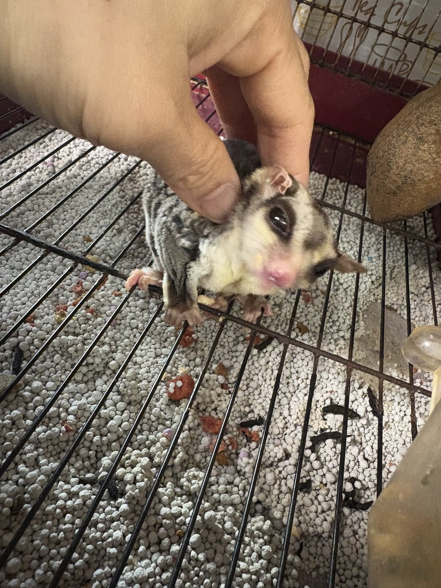 もっつーちーころりん tweet media