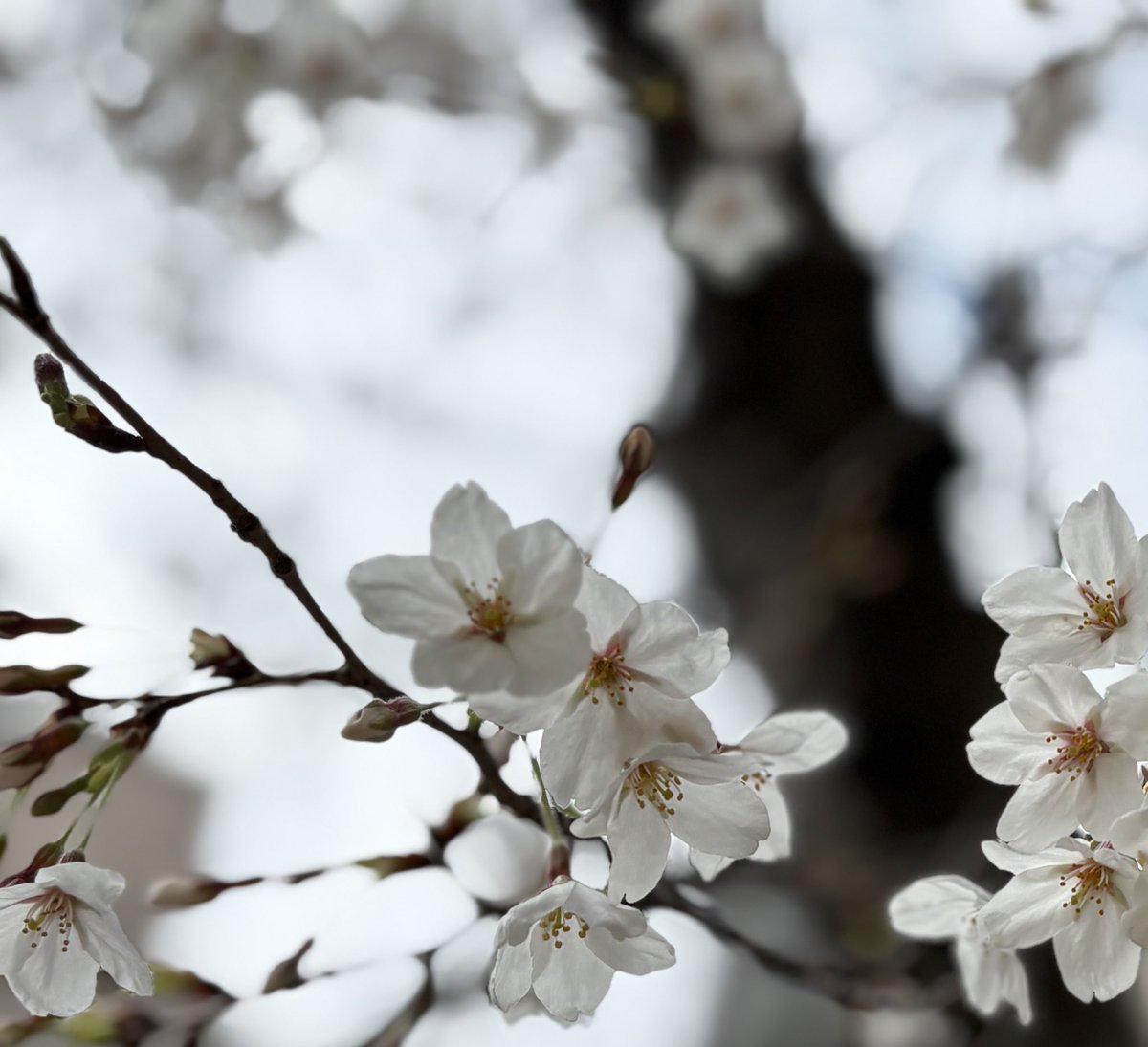 宝や。 tweet media