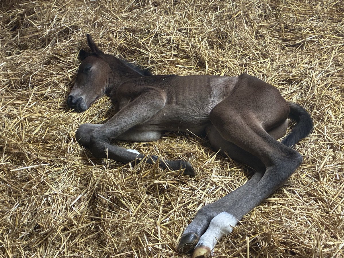 Brookside Stud tweet media