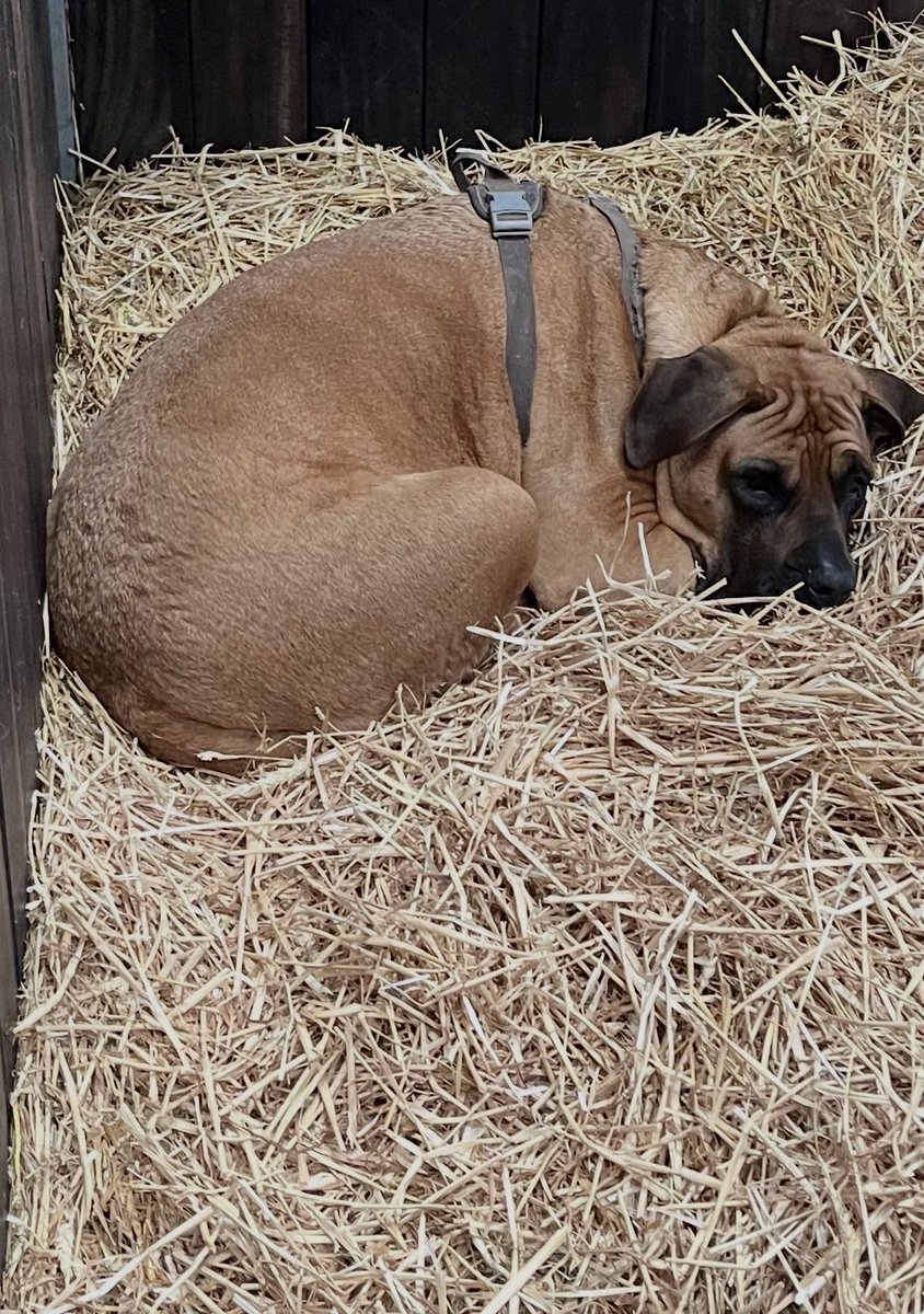 Brookside Stud tweet media