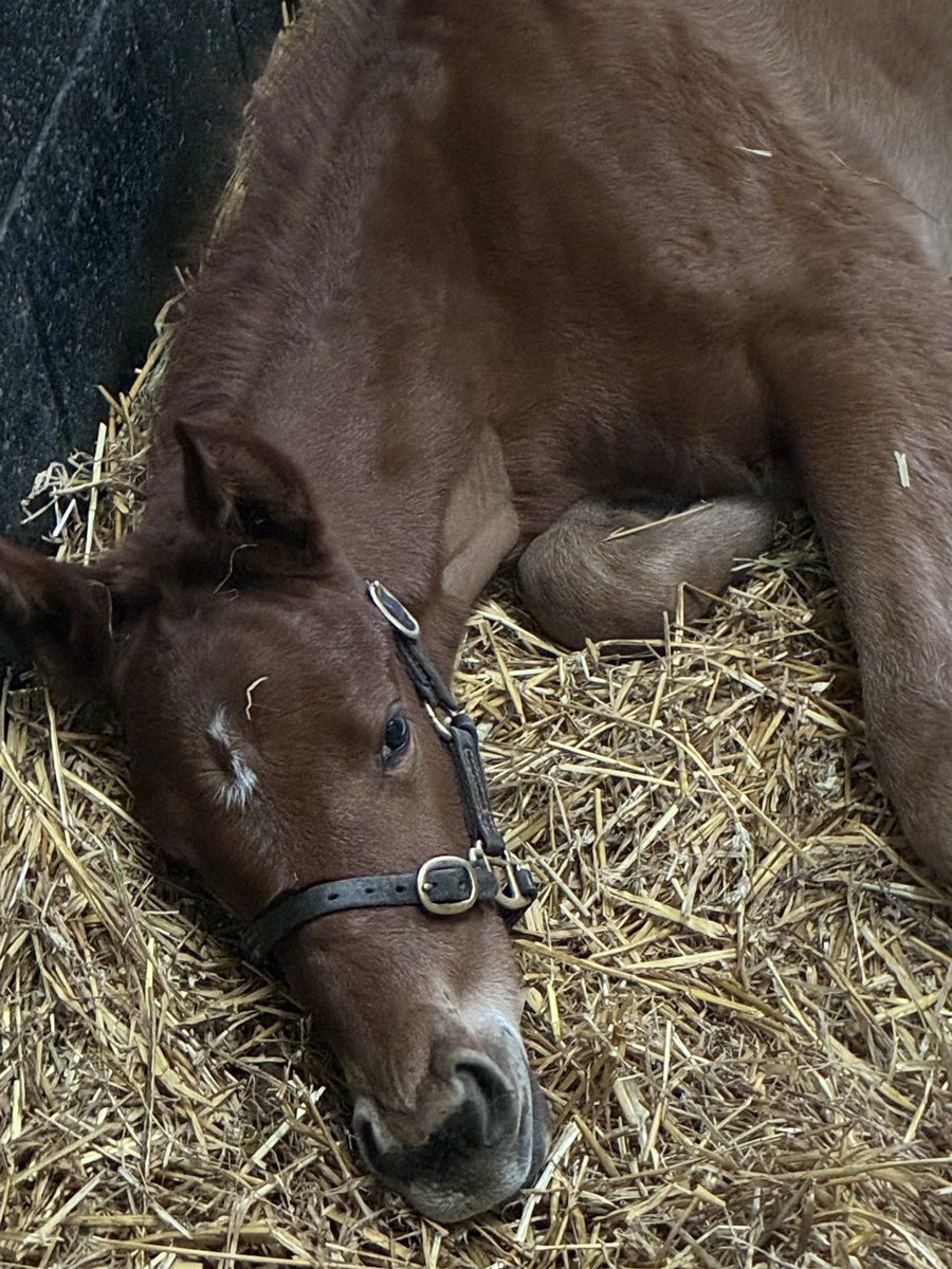 Brookside Stud tweet media